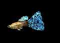 guppy picture