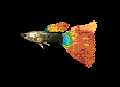 guppy pict.