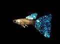 guppy picture