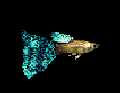 guppy picture