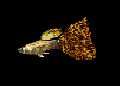guppy pict.