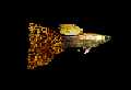 guppy pict.