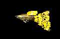 guppy pict.