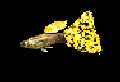 guppy pict.
