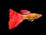 guppy red