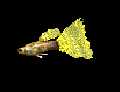 guppy pict.