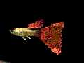 guppy pict.