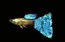 guppy blue